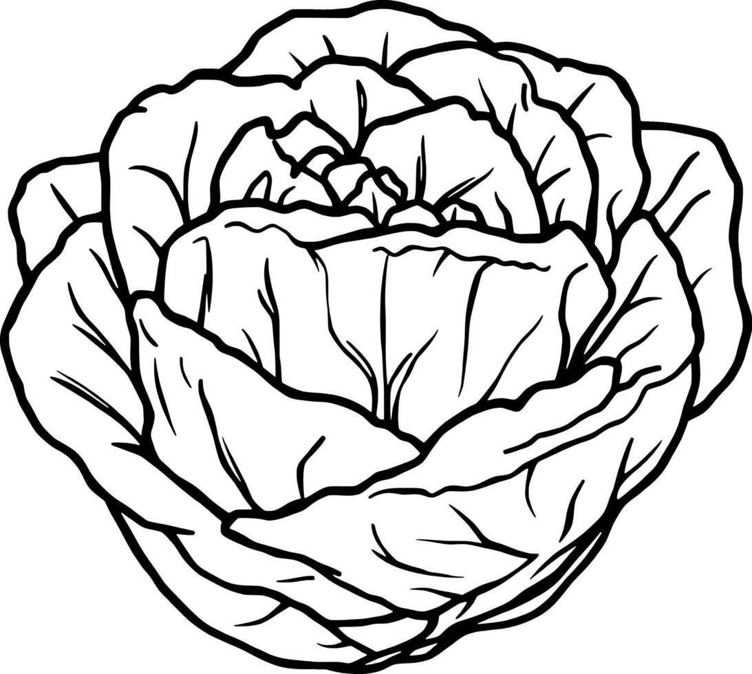 Detailed Line Art Illustration Of A Cross-Sectioned Citrus Fruit vector