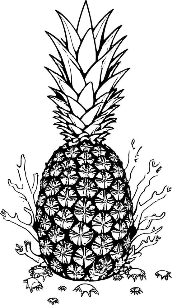 Detailed Pineapple Drawing Surrounded by Seaweed and Tiny Crabs on vector