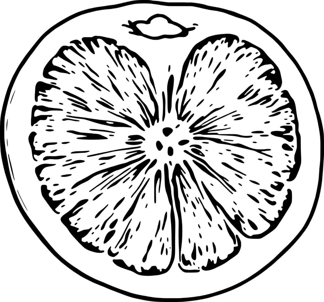 Detailed Line Drawing Of A Cross-Sectioned Citrus Fruit vector