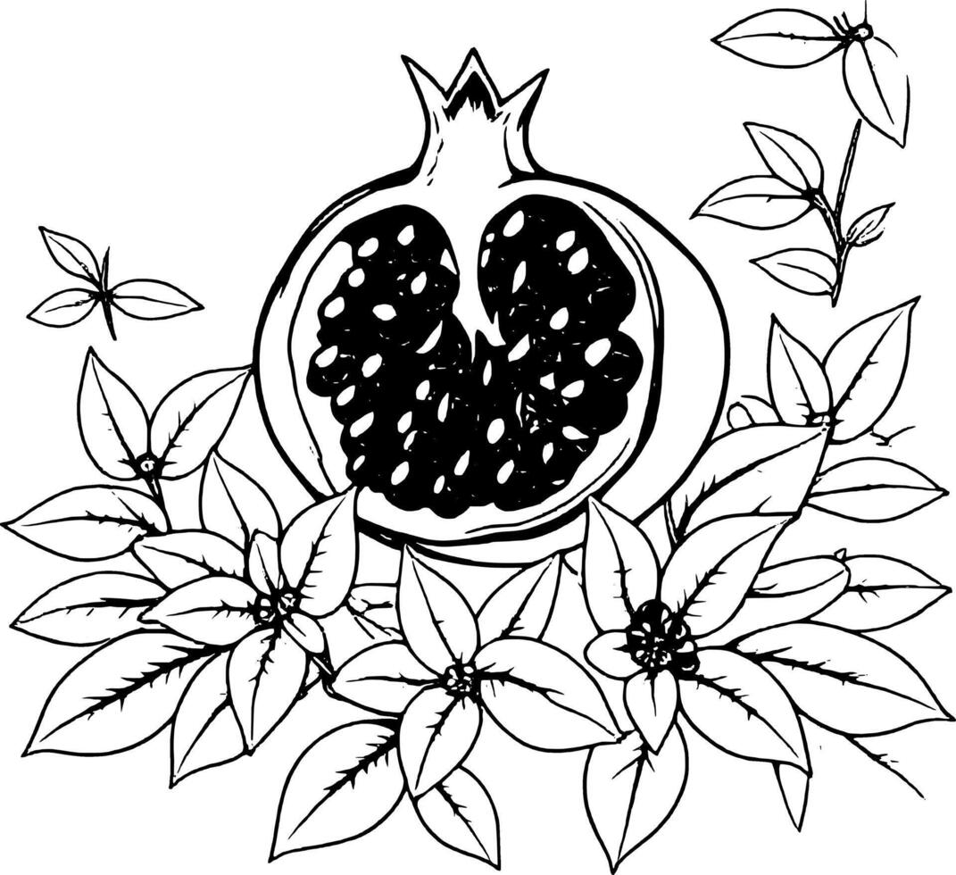 Half Pomegranate with Red Seeds and Floral Arrangement Black and White Line Art Illustration vector