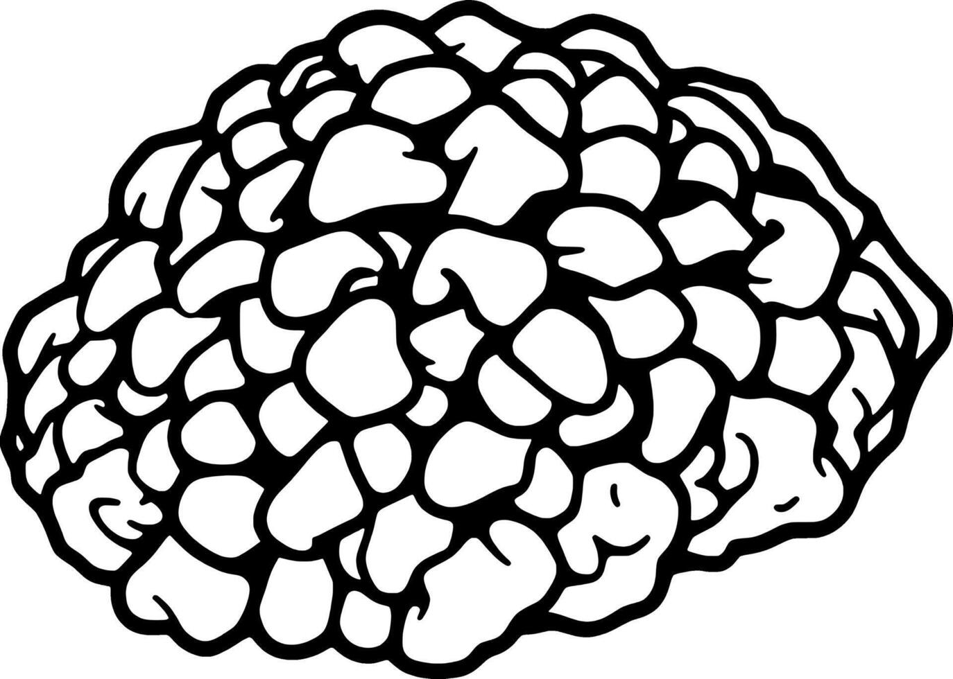 A Detailed Line Drawing Of A Single Cauliflower Floret vector