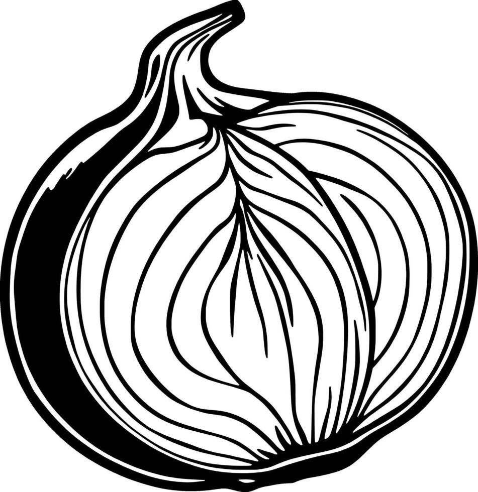 Halved Onion Detailed Line Art Illustration of a Vegetable vector