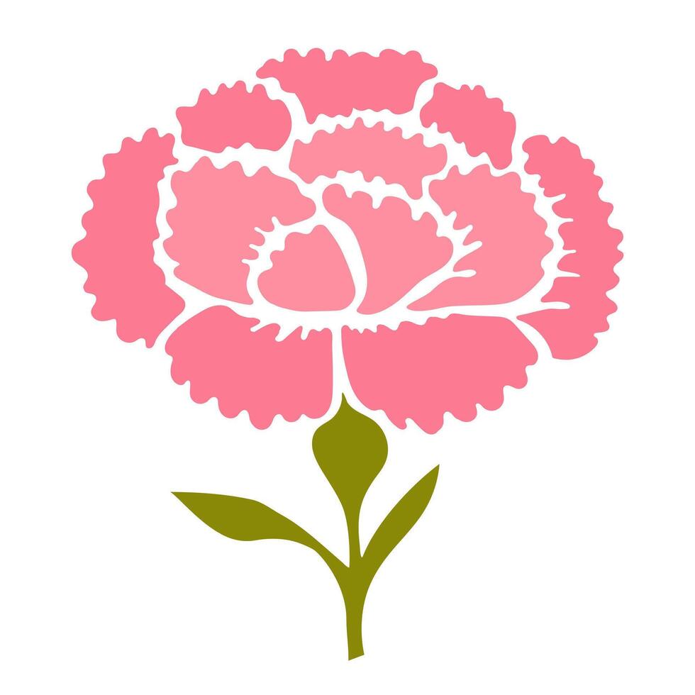 Illustration of pink carnation on white background vector