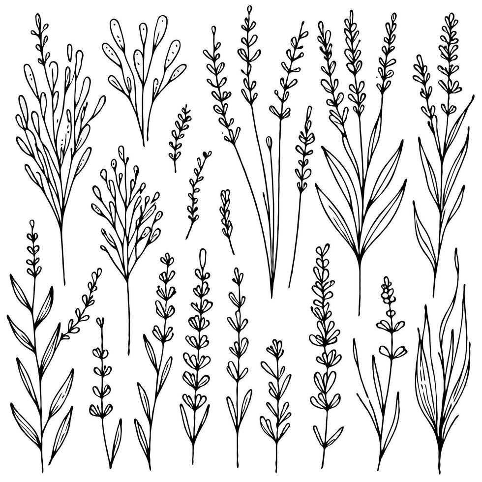 lavender line art decorative illustration. Set outline branches sketch, doodle floral stems. Hand drawn Botanical drawing. Simple Stylized flowers. Black and White blooming herbs vector
