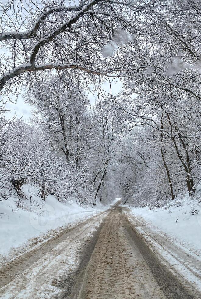 A peaceful rural road winding through a snowy forest. Bare trees are covered with white snow under a cloudy winter sky, creating a calm and natural landscape. photo