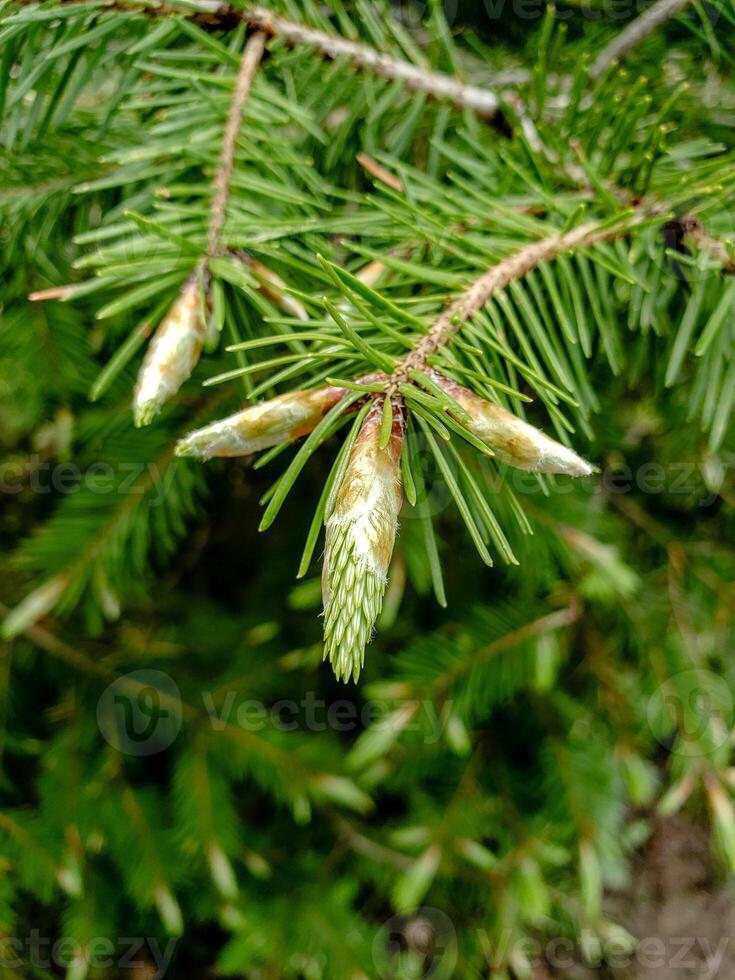 Close-up of young green spruce tips growing on a branch in spring. Soft natural light and blurred background create a peaceful woodland atmosphere. Perfect for nature and botanical themes. photo