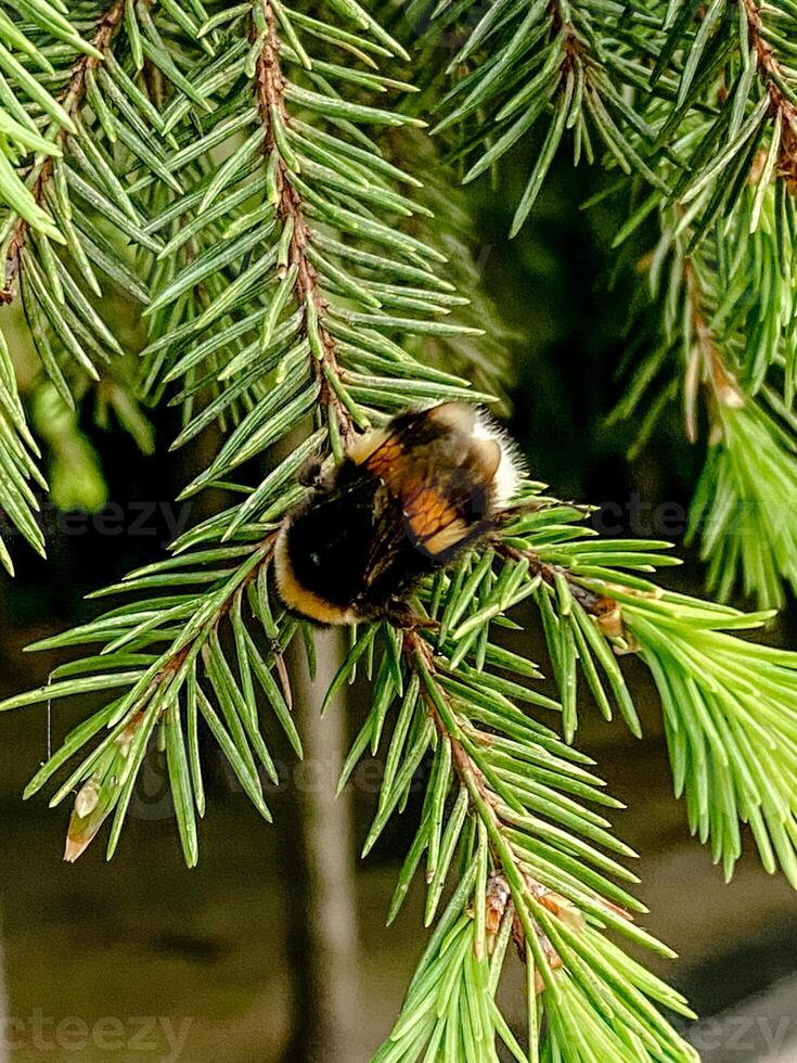 A close-up of a bumblebee resting on pine tree branches. The soft lighting and greenery create a peaceful, natural atmosphere, perfect for nature, wildlife, and environmental-themed designs. photo