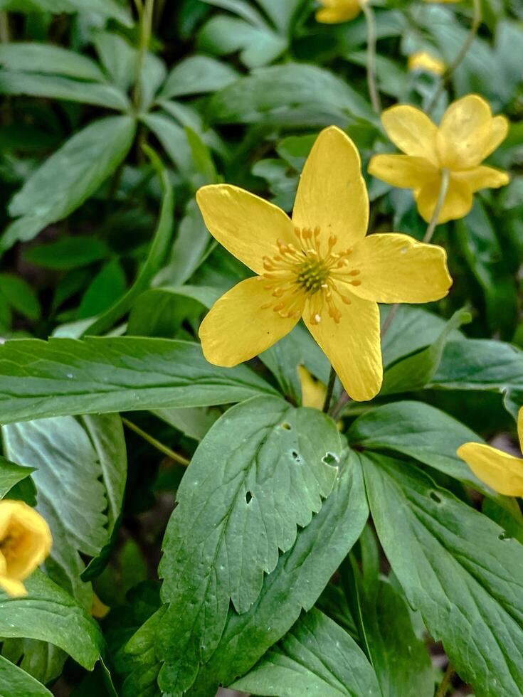 A close-up of a vibrant yellow anemone flower in full bloom, showcasing its delicate petals and vibrant color. Ideal for spring, nature, and botanical-themed designs. photo