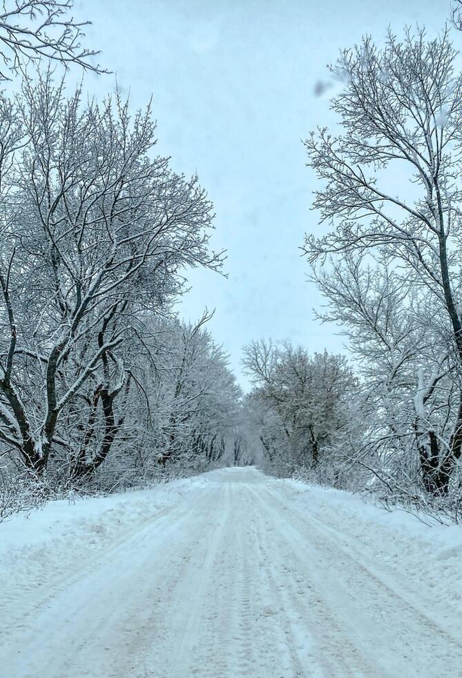 Peaceful winter scene featuring a snow-covered road winding through a forest of bare, frosted trees. The overcast sky and untouched snow create a calm, scenic seasonal atmosphere. photo
