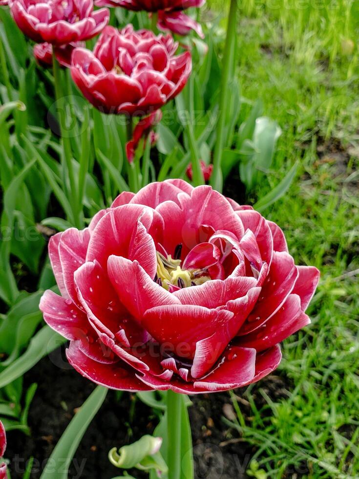 Macro photo of a red fringed tulip blooming in spring, with water droplets on its petals. A vibrant and fresh floral image perfect for seasonal and botanical design themes.