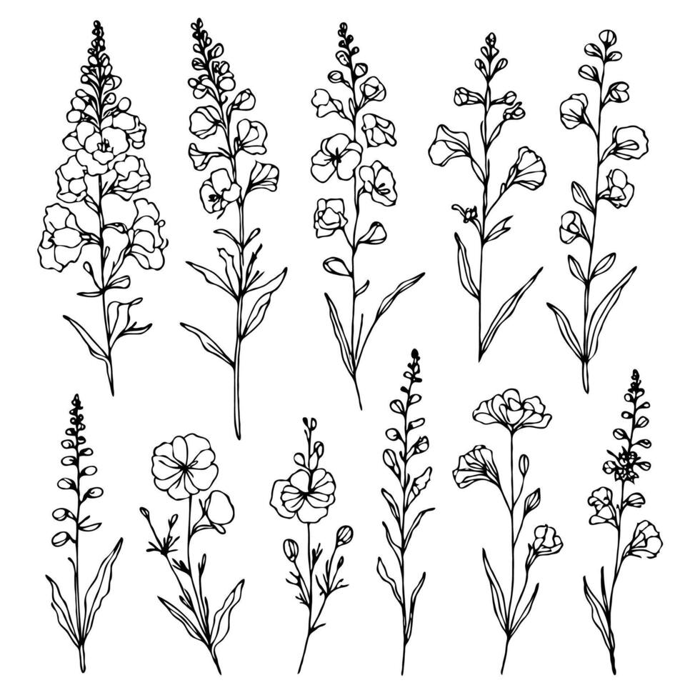 Set outline spring pages herbs, Meadow leaves, doodle floral. Hand drawn wild flowers Botanical drawing. Detailed line art Delphinium illustration. Simple Stylized wildflowers. Black and White stems vector