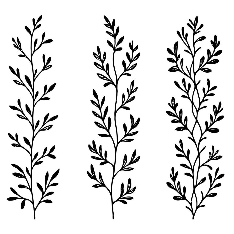 Hand drawn branches Botanical drawing. Simple line art frieze, border stems illustration. Black and White Meadow herbs. Stylized blooming twigs plants. Set of outline floral sketch Leaves border vector