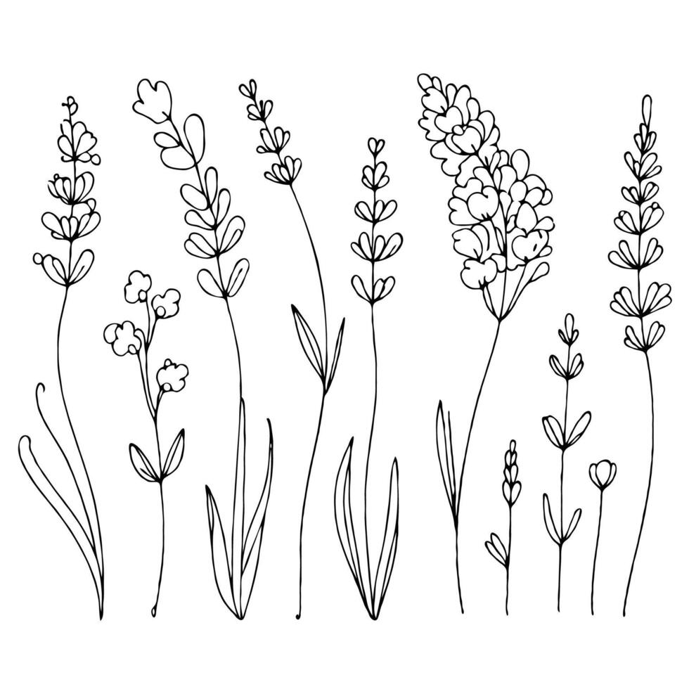 lavender line art illustration. Set outline branches sketch, doodle floral stems. Hand drawn Meadow Botanical drawing. Simple Stylized flowers. Black and White blooming herbs vector