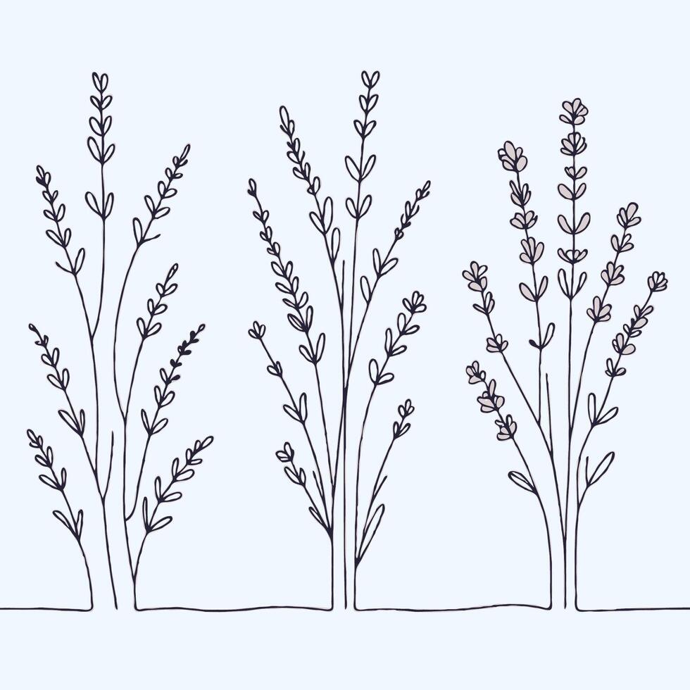 lavender line art illustration. Set outline branches sketch, doodle floral grasses stems. Hand drawn Botanical drawing. Simple Stylized flowers. Black and White blooming herbs vector