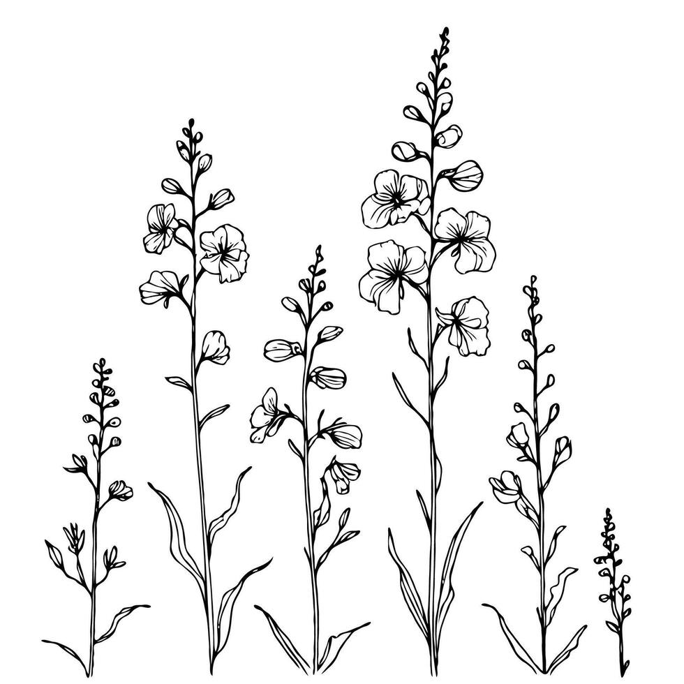 Set outline various herbs, Meadow leaves, doodle floral. Hand drawn wild flowers Botanical drawing. Detailed line art Delphinium illustration. Simple Stylized wildflowers. Black and White stems vector