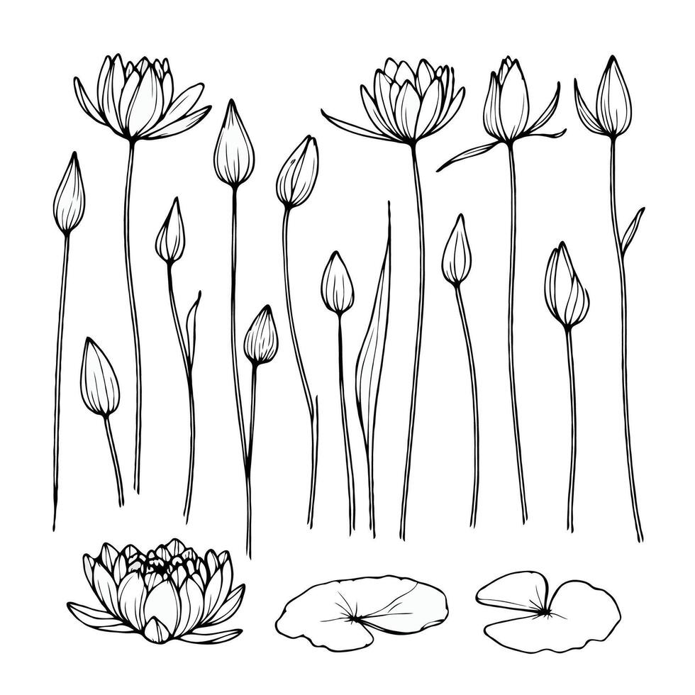 Lotus line art illustration. Set outline water lily coloring pages sketch, doodle floral stems. Hand drawn Botanical drawing. Simple Stylized flowers. Black and White blooming vector
