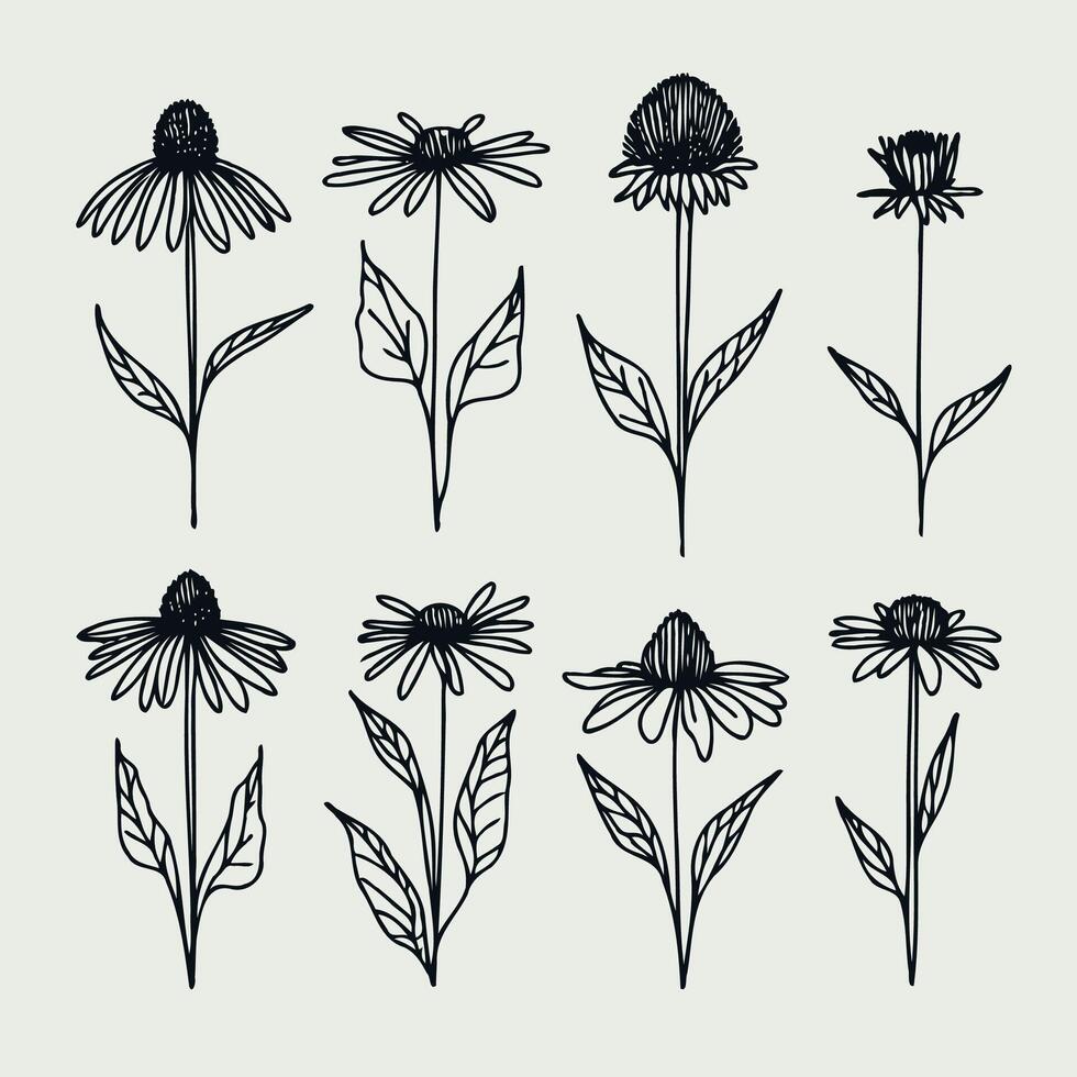 Hand drawn wild flowers blooming Botanical drawing, line art echinacea illustration. Black and White stems. Simple Stylized wildflowers. Set of outline daisies, Meadow daisy, doodle floral chamomile vector
