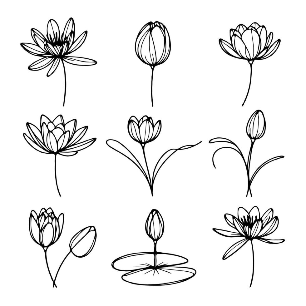 Artwork Lotus line art illustration. Set outline water lily sketch, doodle floral stems. Hand drawn Botanical drawing. Simple Stylized flowers. Black and White blooming vector