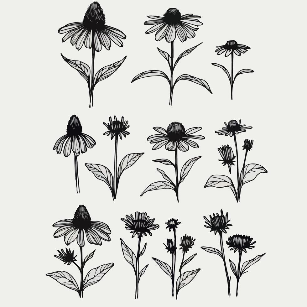 Hand drawn wild flowers Botanical drawing, line art echinacea illustration. Black and White pattern stems. Simple Stylized wildflowers. Set of outline daisies, Meadow daisy, doodle floral chamomile vector