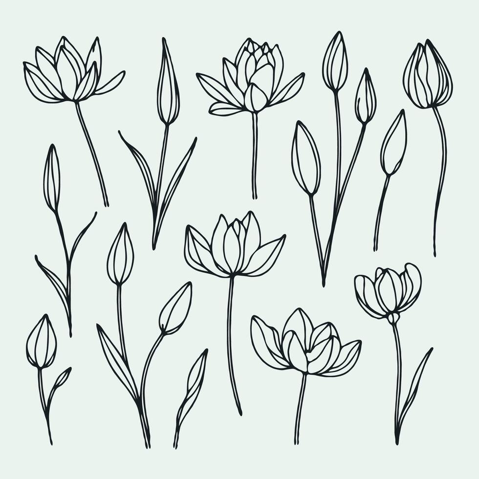 Lotus line art background illustration. Set outline water lily sketch, doodle floral stems. Hand drawn Botanical drawing. Simple Stylized flowers. Black and White blooming vector