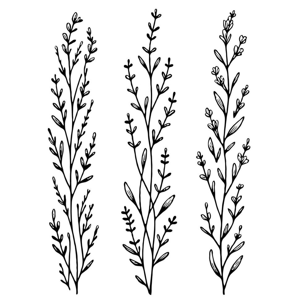 lavender line art Ornamental illustration. Set outline branches sketch, doodle floral stems. Hand drawn Botanical drawing. Simple Stylized flowers. Black and White blooming herbs vector