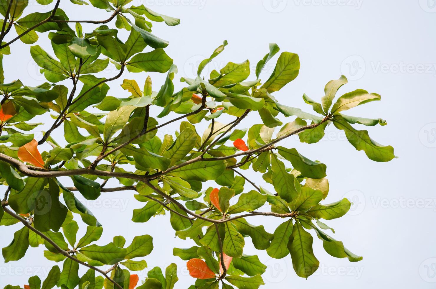 Color of Foliage in Summer photo