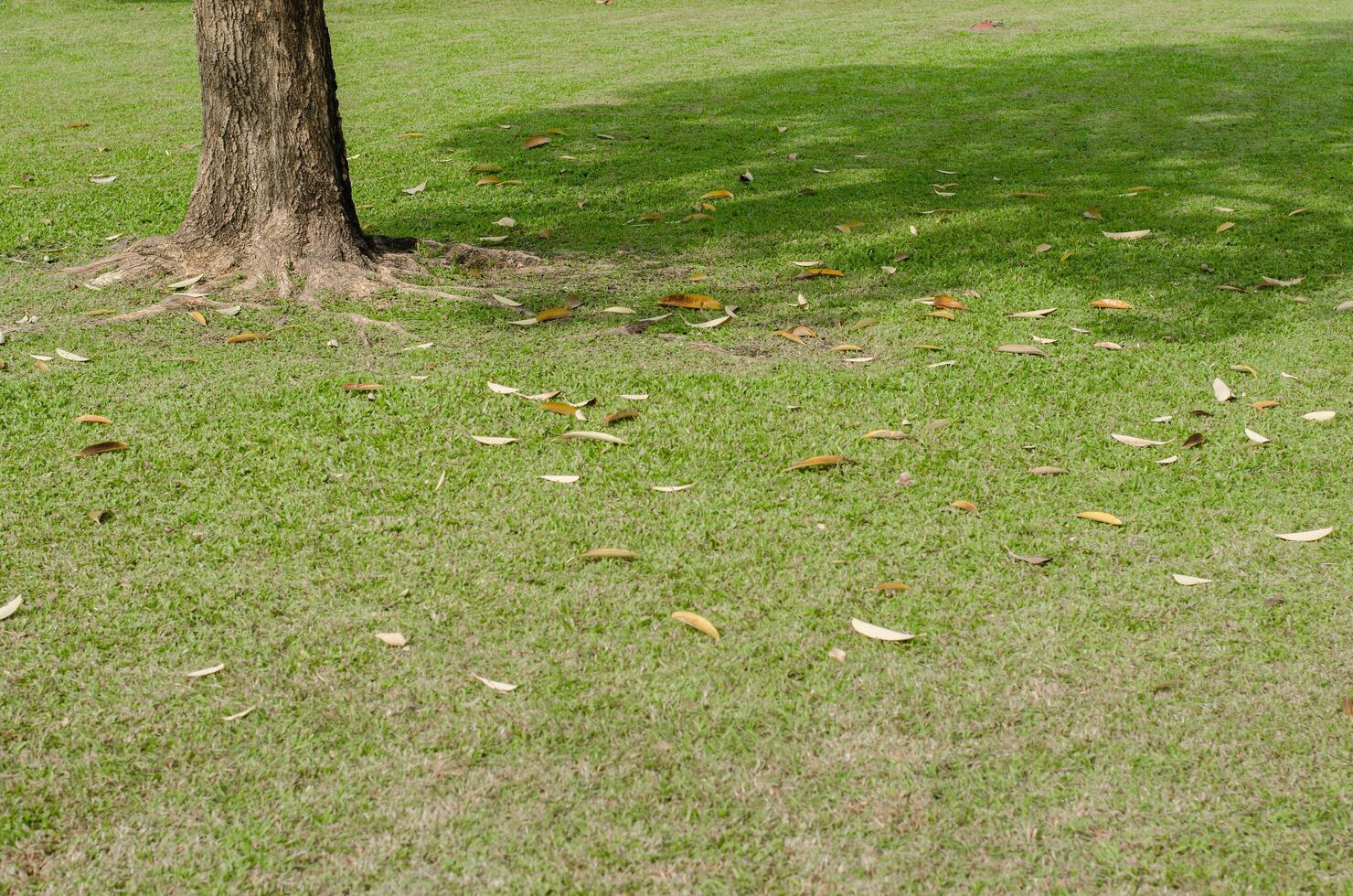 Green Grass of Field for Natural Background photo
