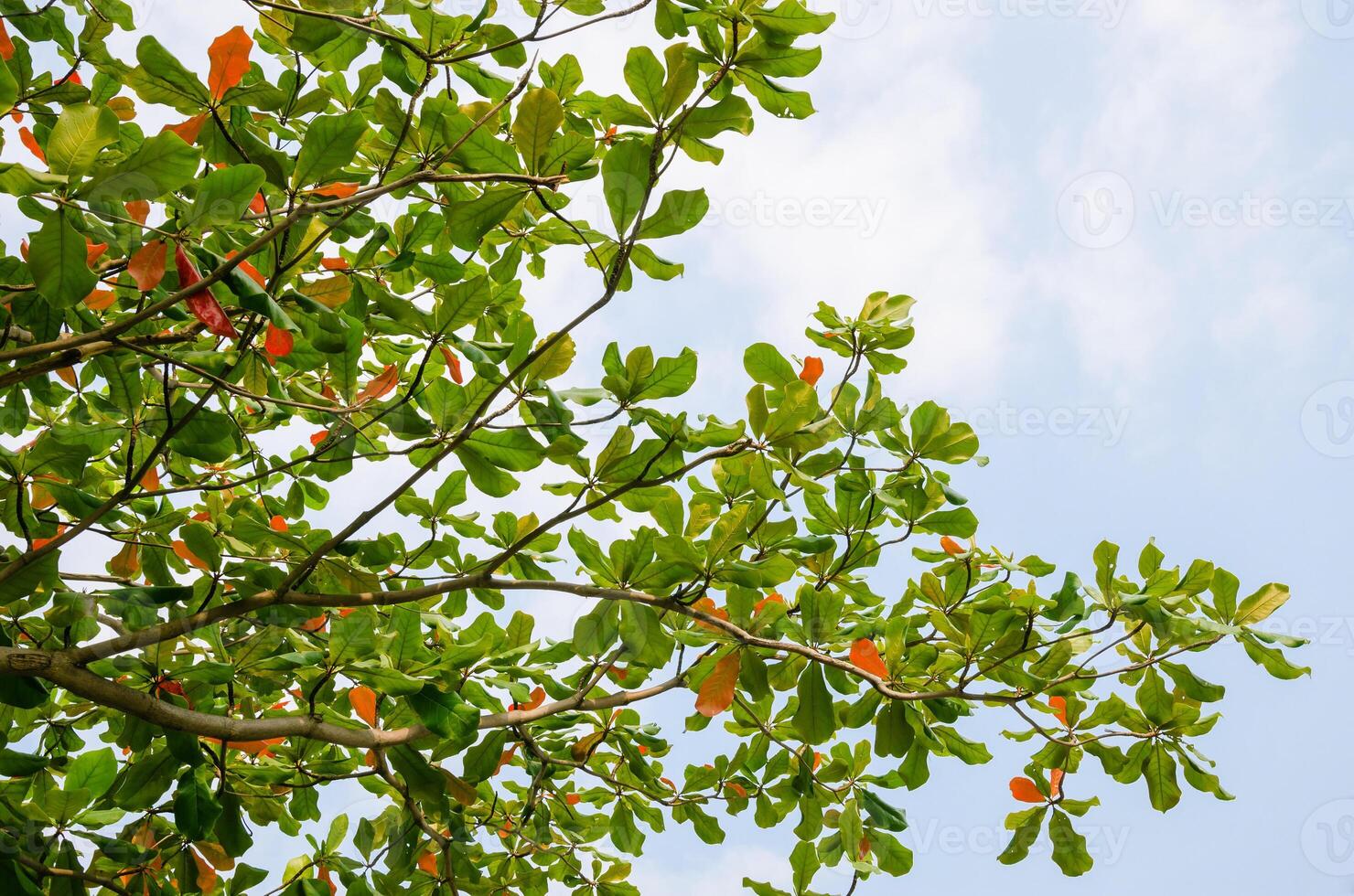Green Foliage with Sky for Natural Background photo