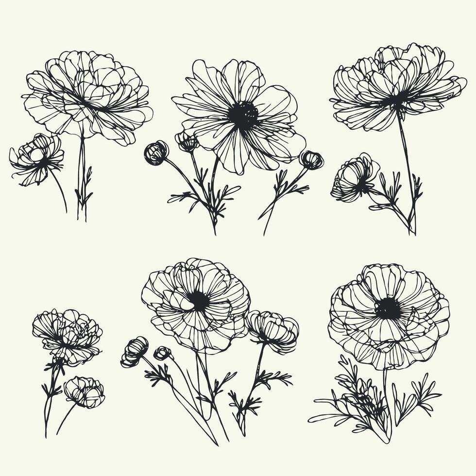 Hand drawn wild flowers Collection Botanical drawing, line art poppies illustration. Black and White vintage Meadow poppy stems. Simple Stylized blooming plants. Set of outline doodle floral sketch vector