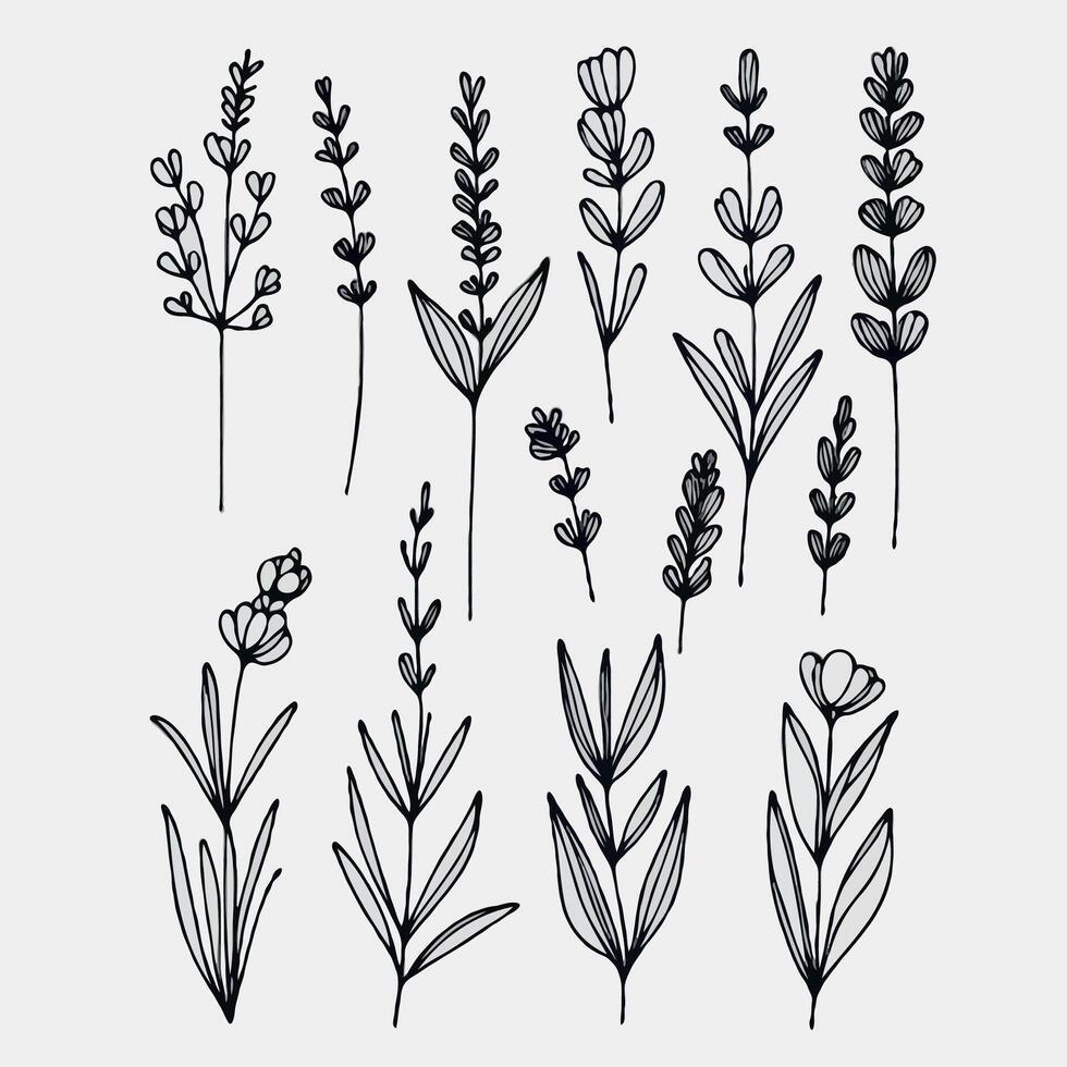 lavender line art illustration. Set outline Meadow branches sketch, doodle floral stems. Hand drawn Botanical drawing. Simple Stylized flowers. Black and White blooming herbs vector