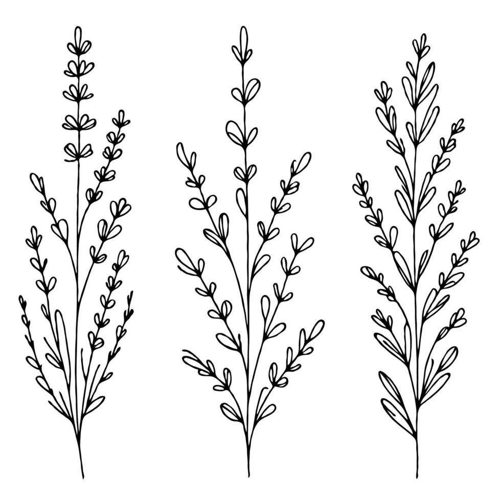 lavender line art illustration. Set outline Ornamental branches sketch, doodle floral stems. Hand drawn Botanical drawing. Simple Stylized flowers. Black and White blooming herbs vector