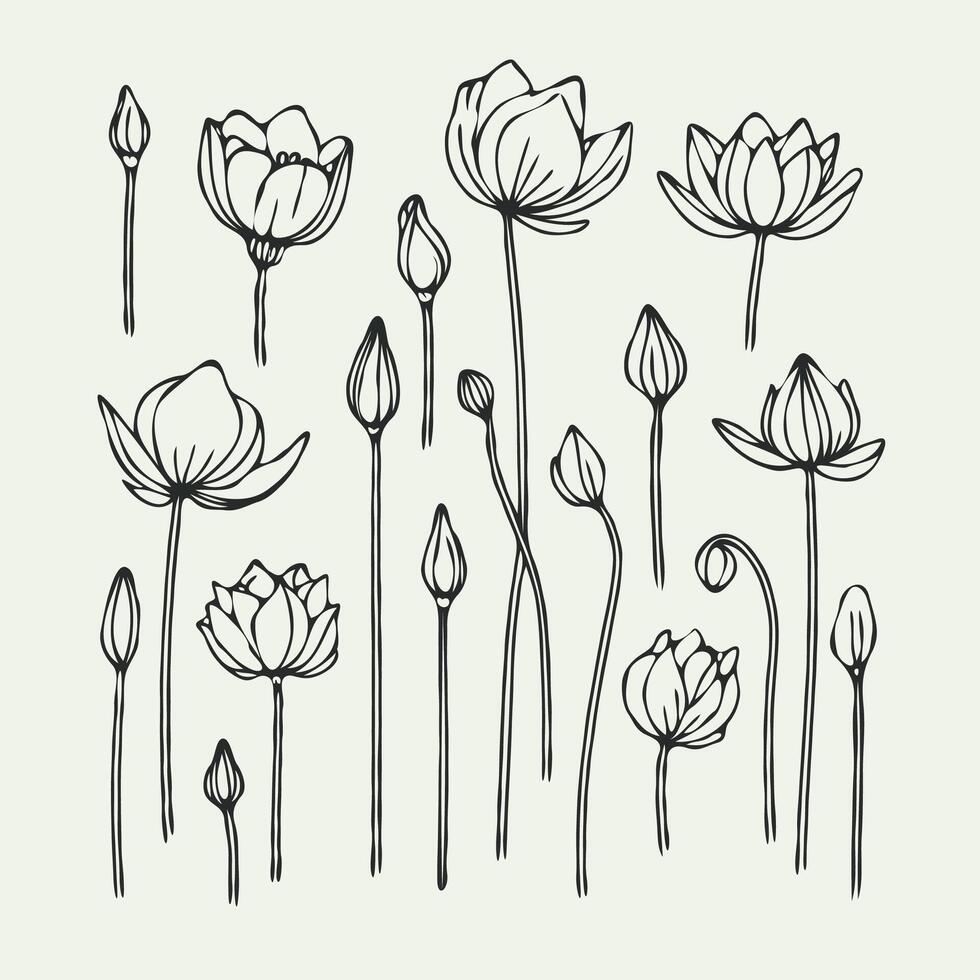 Lotus line art illustration. Set outline water lily background sketch, doodle floral stems. Hand drawn Botanical drawing. Simple Stylized flowers. Black and White blooming vector