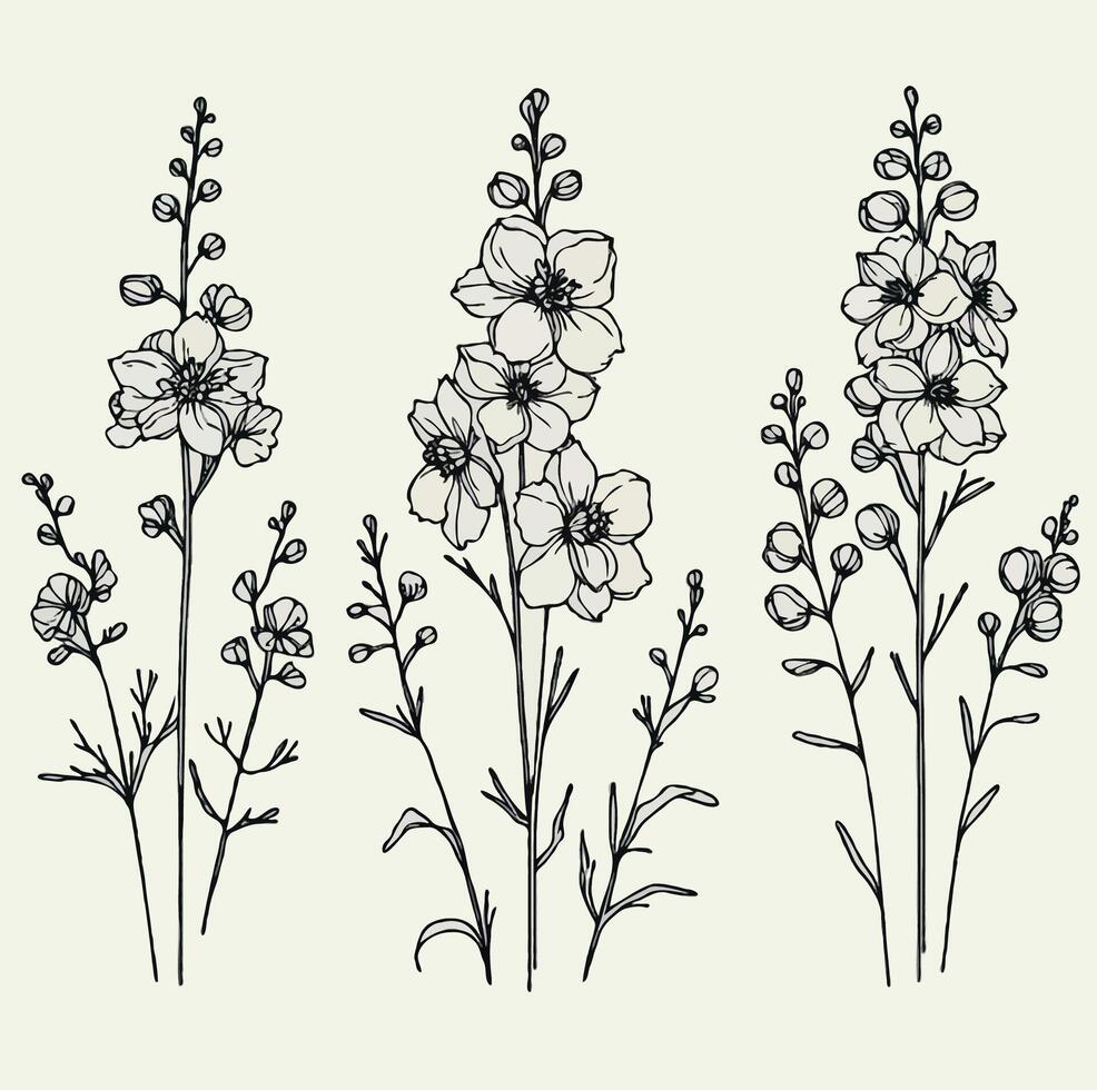 Set outline bloom herbs, Meadow leaves, doodle floral. Hand drawn wild flowers Botanical drawing. Detailed line art Delphinium illustration. Simple Stylized wildflowers. Black and White stems vector