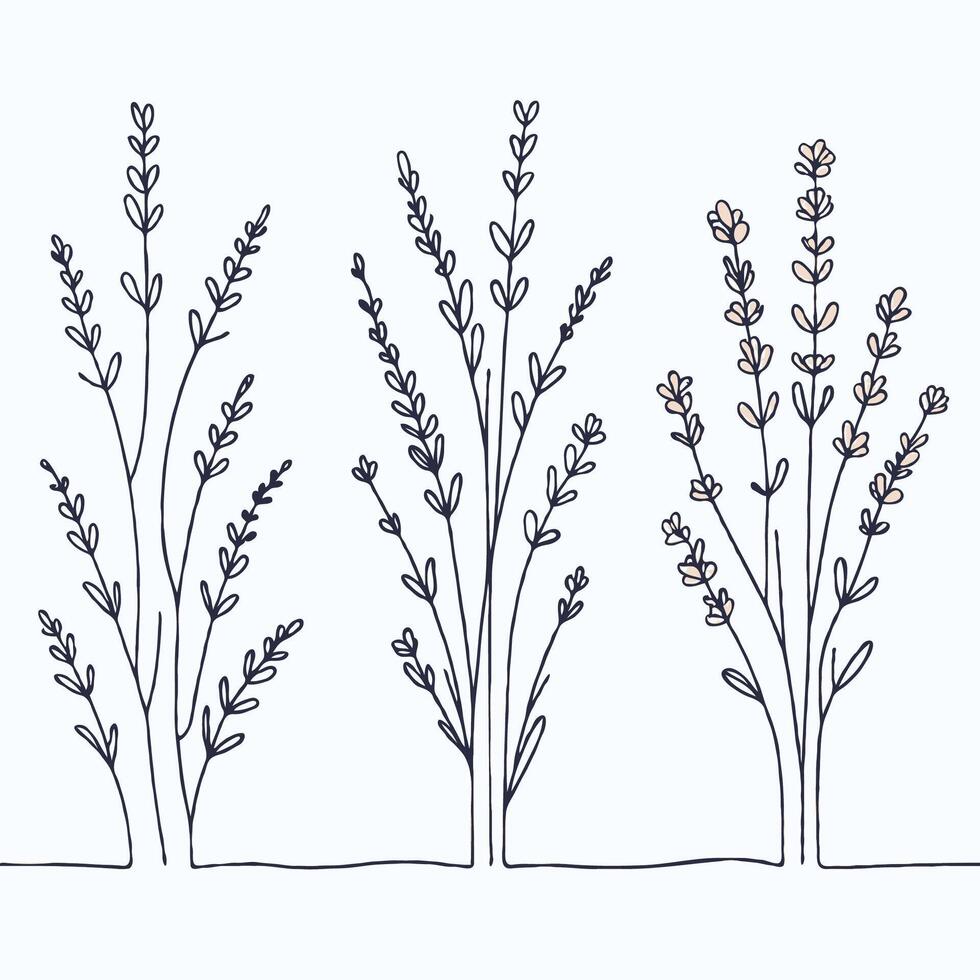 lavender line art Elegance illustration. Set outline branches sketch, doodle floral stems. Hand drawn Botanical drawing. Simple Stylized flowers. Black and White blooming herbs vector