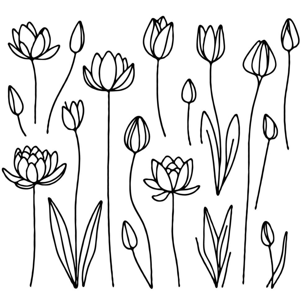 Lotus line art illustration. Set outline water lily graphic sketch, doodle floral stems. Hand drawn Botanical drawing. Simple Stylized flowers. Black and White blooming vector
