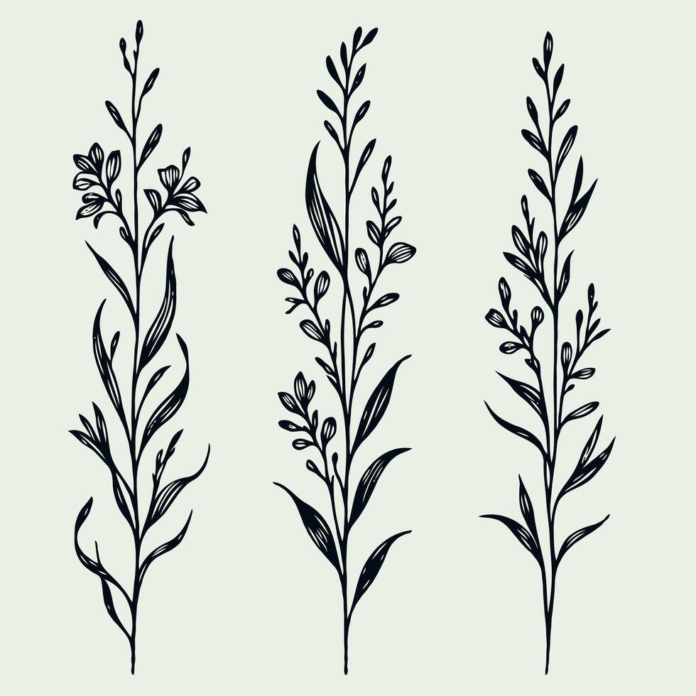 Hand drawn ornament wild flowers Botanical drawing. Detailed line art Delphinium illustration. Simple Stylized wildflowers. Black and White stems. Set of outline herbs, Meadow leaves, doodle floral vector