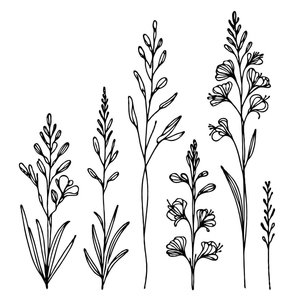 Hand drawn wild flowers Botanical drawing. Detailed line art twigs Delphinium illustration. Simple Stylized wildflowers. Black and White stems. Set of outline herbs, Meadow leaves, doodle floral vector