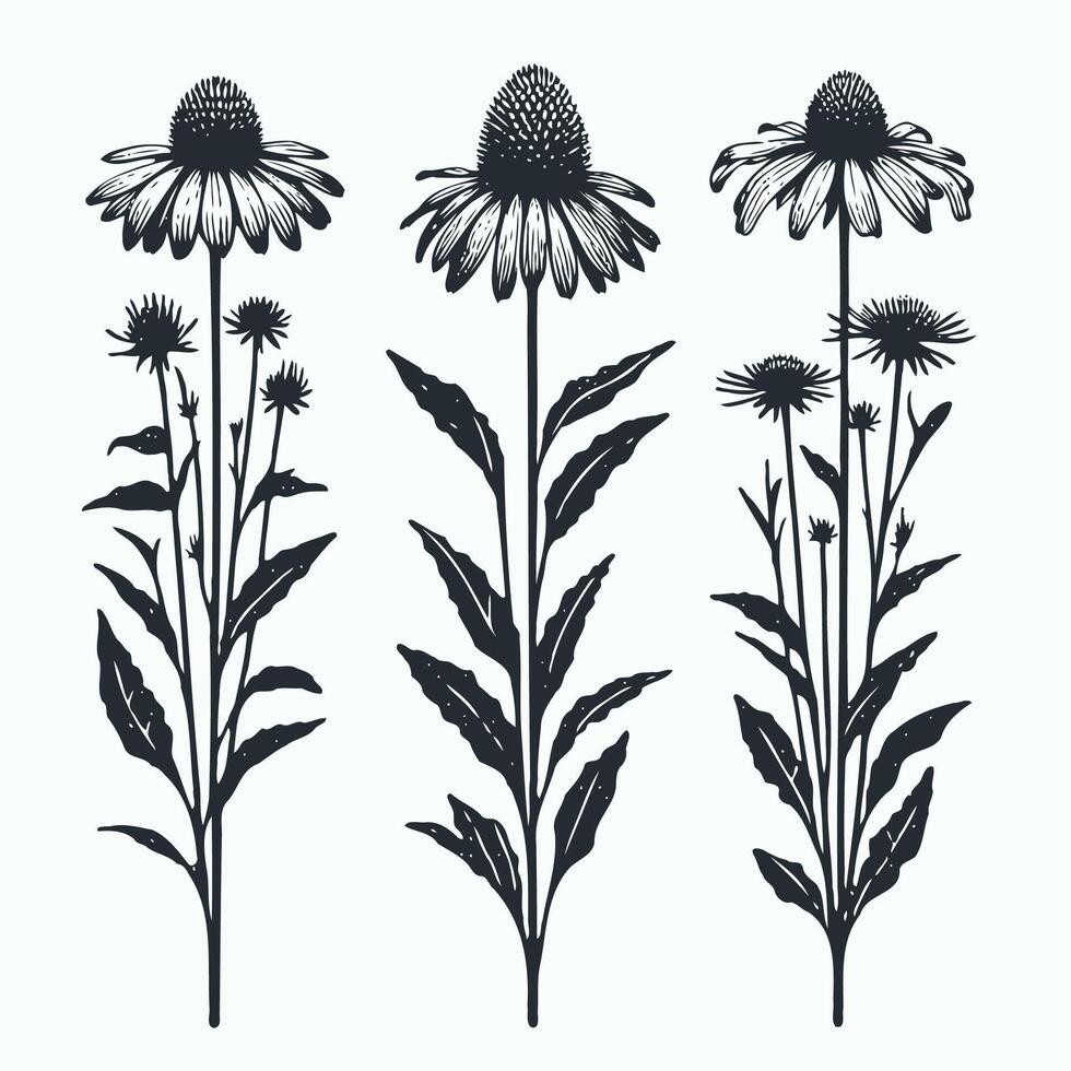Hand drawn wild flowers retro Botanical drawing, line art echinacea illustration. Black and White stems. Simple Stylized wildflowers. Set of outline daisies, Meadow daisy, doodle floral chamomile vector