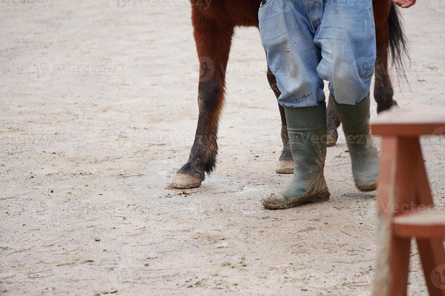 Person walking beside a horse on a muddy farm ground photo