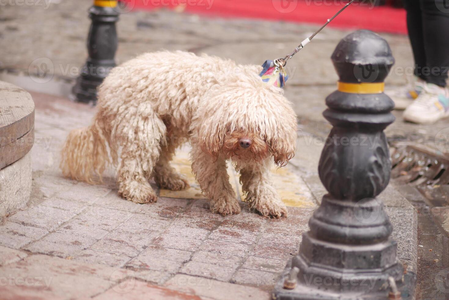 Fluffy dog on leash exploring city street on a lively day photo