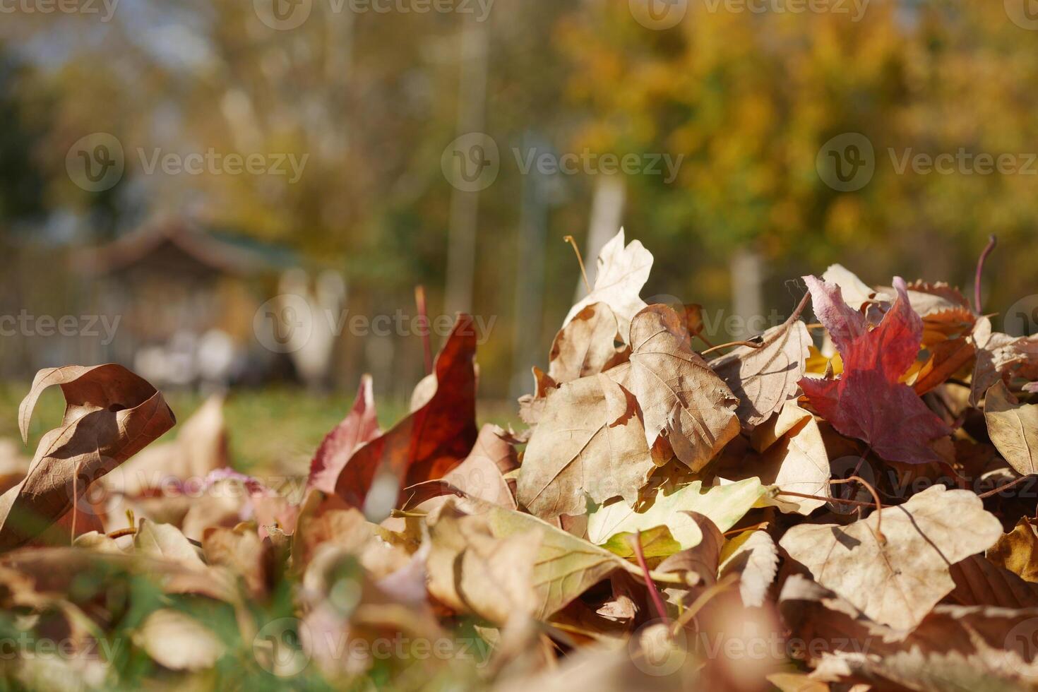 Colorful autumn leaves scattered across a sunny park landscape photo