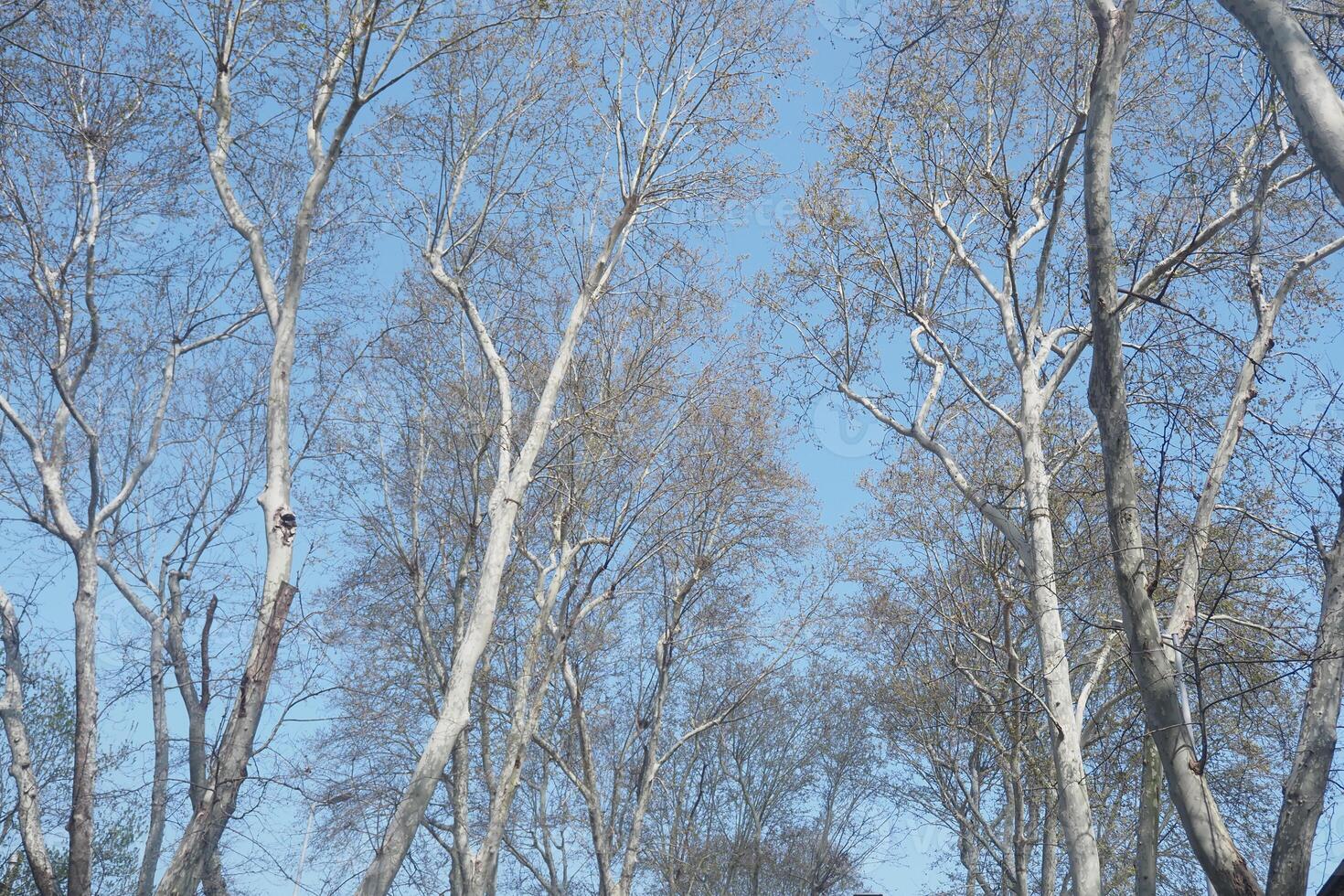 Tall trees stretch against a clear blue sky in early spring photo