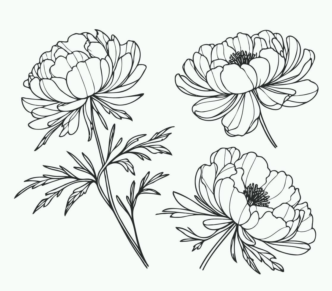 Set outline peony spring, doodle floral stems. Hand drawn Botanical drawing. Detailed line art peonies illustration. Simple Stylized anemone flowers. Black and White blossom sketch petals vector