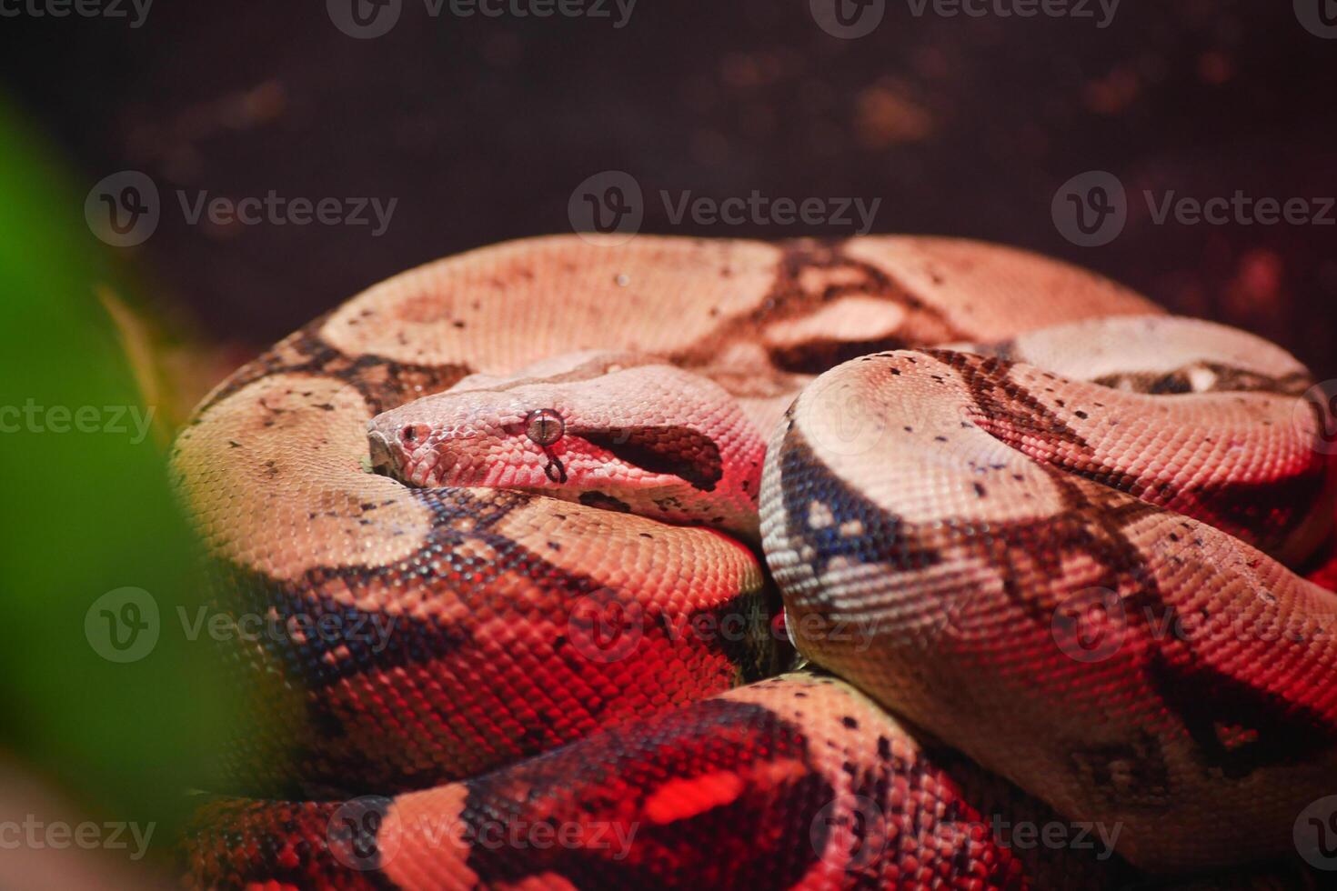 Colorful snake resting in a terrarium with soft lighting photo