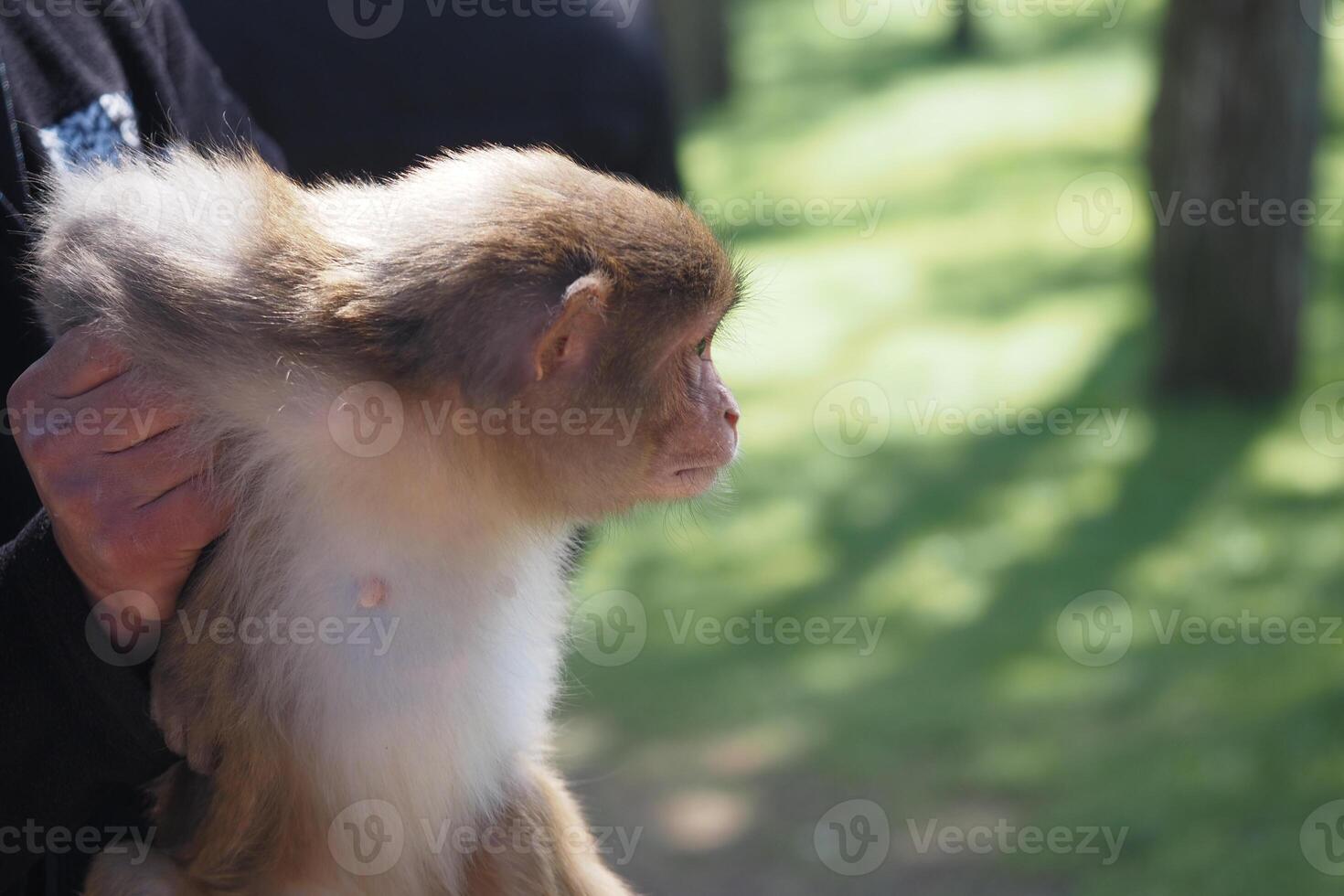 Monkey held by a person in a green forest environment photo