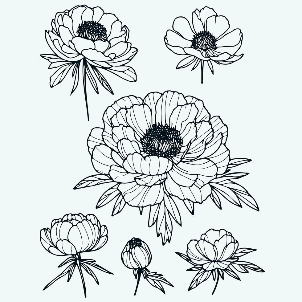 Hand drawn Botanical drawing. Detailed line art peonies compositions illustration. Simple Stylized anemone flowers. Black and White blossom sketch. Set outline peony spring, doodle floral stems. vector