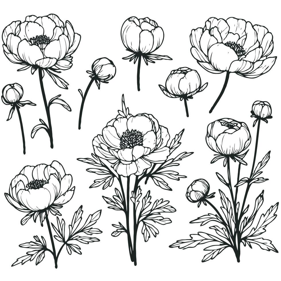 Hand drawn Botanical drawing. Detailed line art peonies illustration. Simple Stylized anemone flowers. Black and White blooming sketch compositions. Set outline peony spring, doodle floral stems. vector