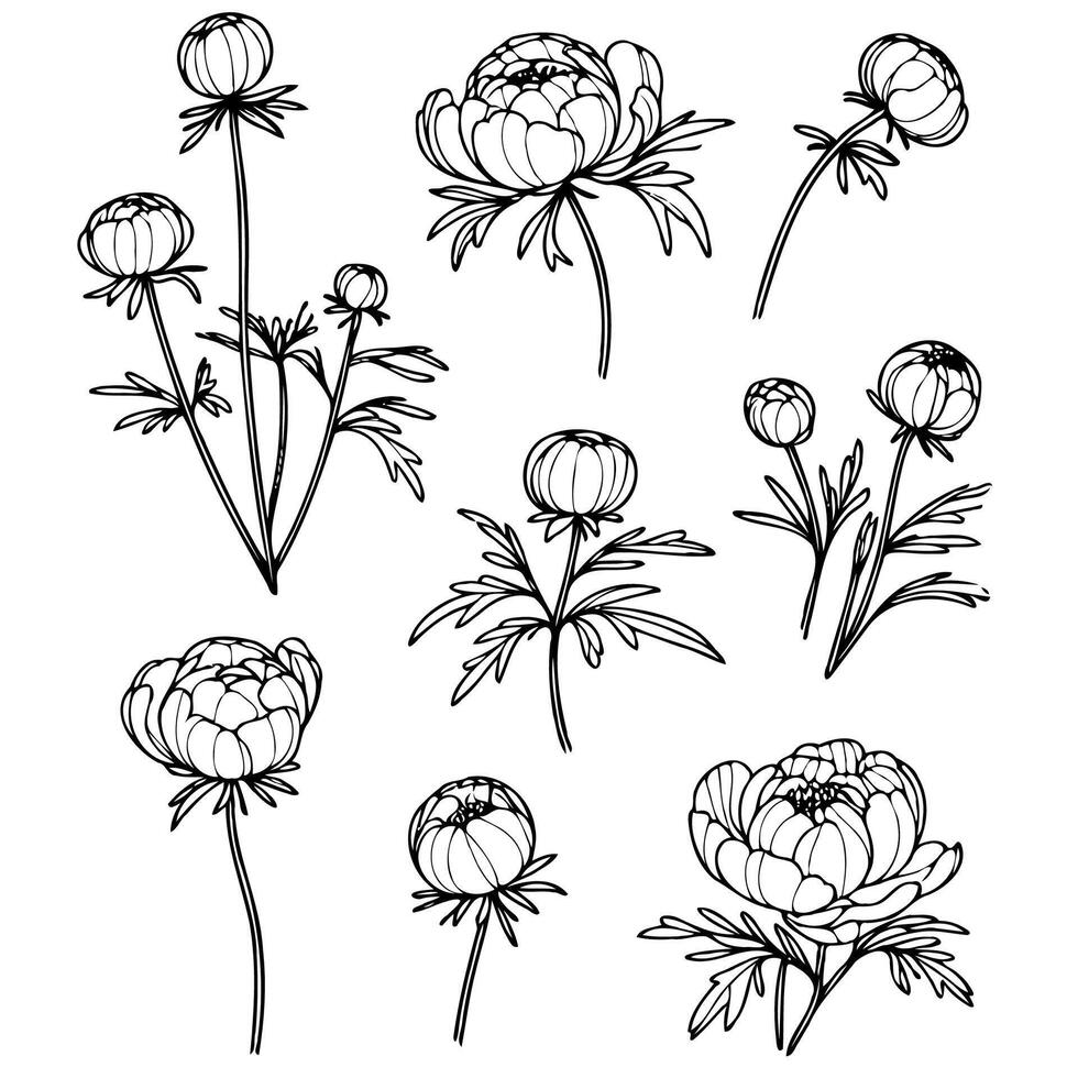 Hand drawn Botanical drawing. Detailed line art peonies illustration. Simple Stylized anemone flowers. Black and White blooming sketch. Set outline peony spring, doodle floral stems. vector