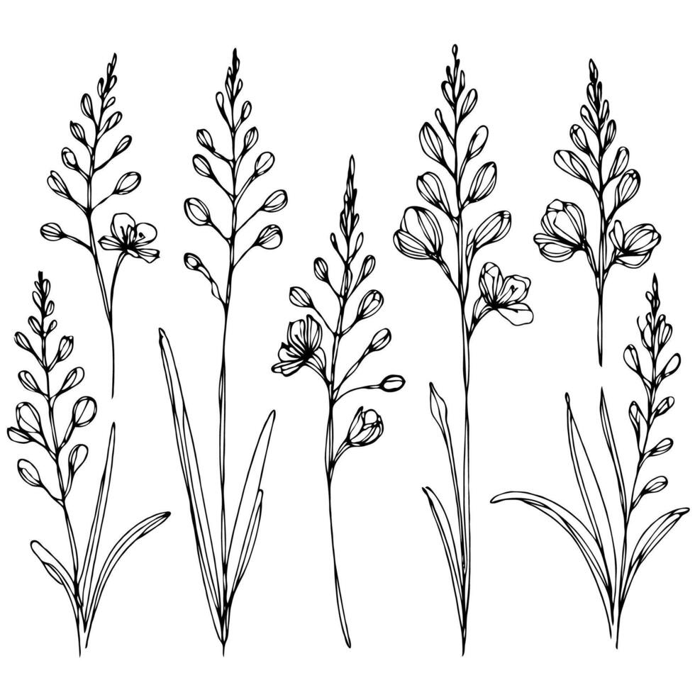 Hand drawn wild flowers twigs Botanical drawing. Detailed line art Delphinium illustration. Simple Stylized wildflowers. Black and White stems. Set of outline herbs, Meadow leaves, doodle floral vector
