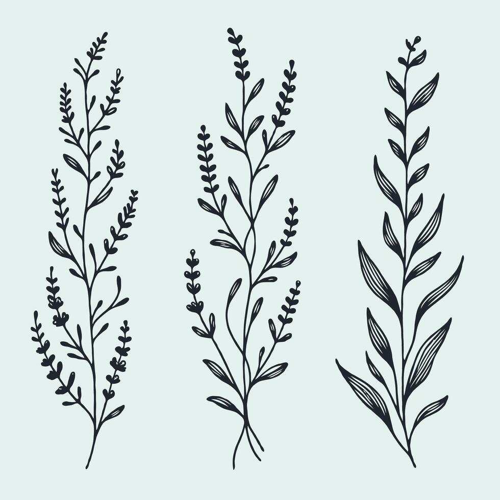 lavender line art frieze illustration. Set outline branches sketch, doodle floral stems. Hand drawn Botanical drawing. Simple Stylized flowers. Black and White blooming herbs vector